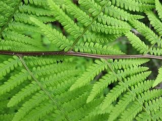 Lady Fern 500 Spores/Seeds