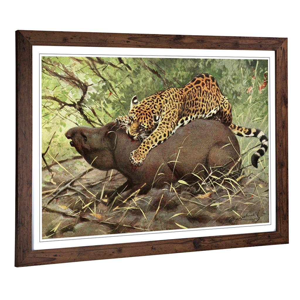 Big Box Art Framed Print of Vintage W Kuhnert Jaguar Design | Wall Art Picture | Home Decor for Kitchen, Living, Dining Room, Bedroom, Hallway, Office, Walnut, A2 / 24.5x18 Inch / 62x45cm