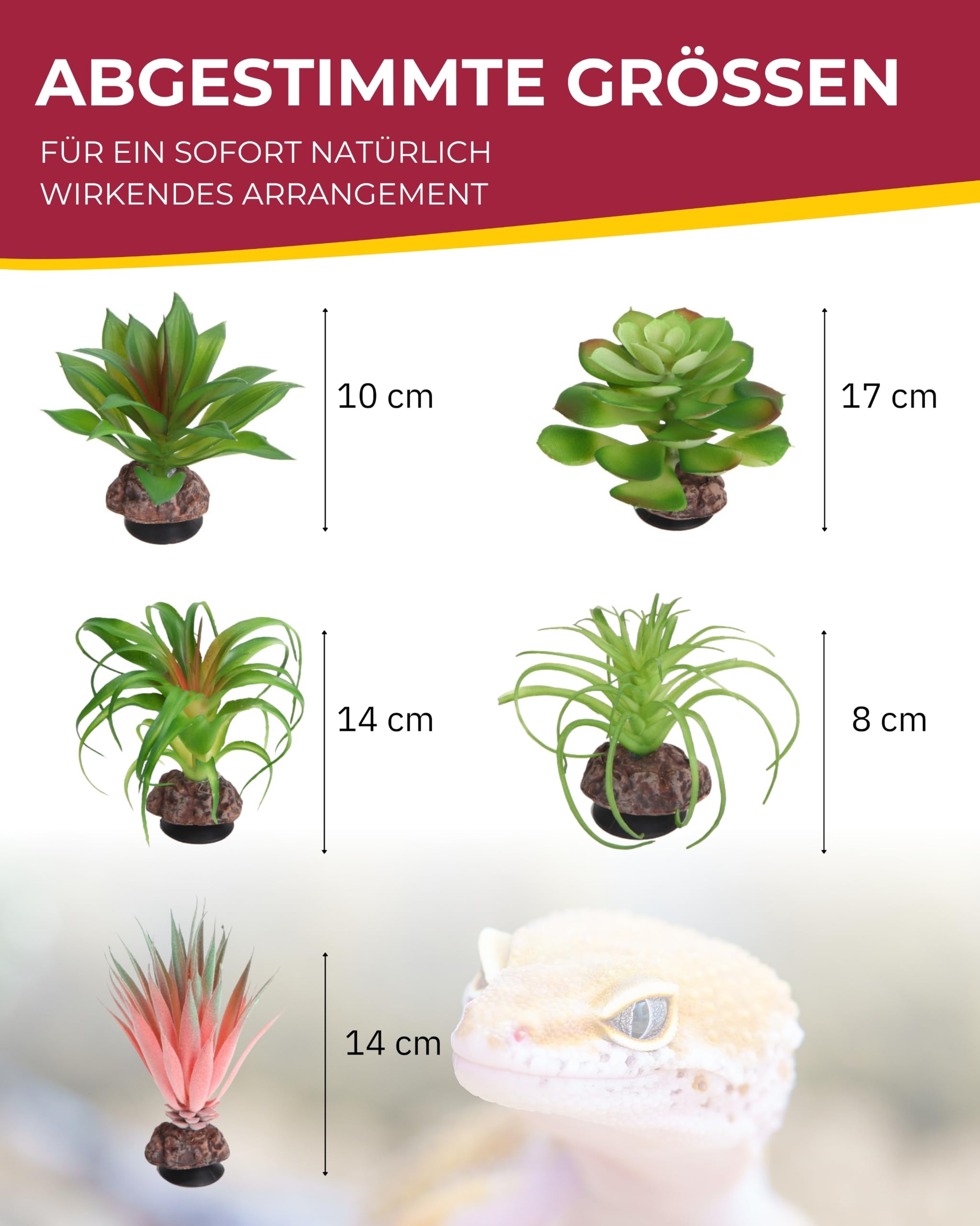 Hobby Terra Succulent Set - Sukkulenten