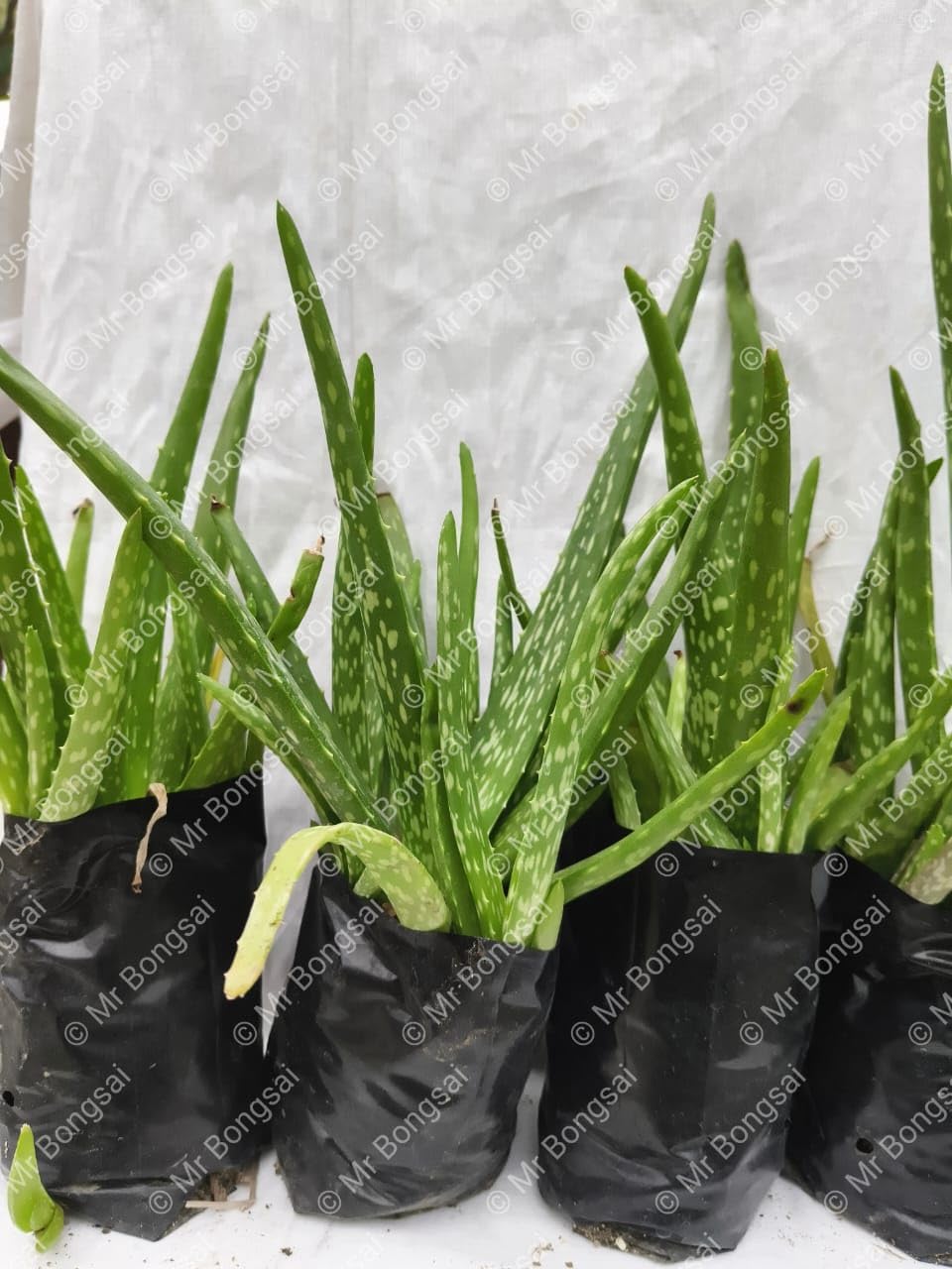 Aloe Vera Live Plant without Pot (Pack of 2)
