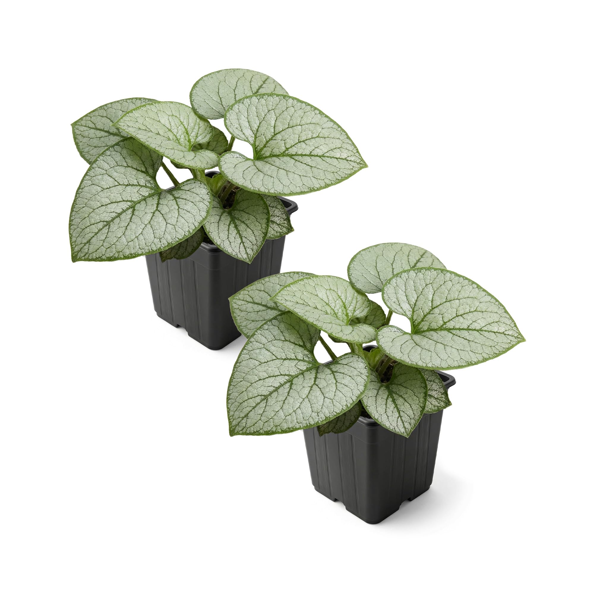 Live Brunnera Silver Heart 2-Pack