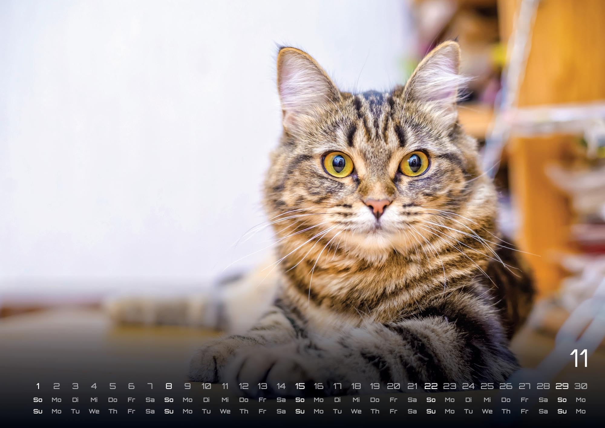 Miau - Unsere Stubentiger - Der Katzenkalender - 2026 - Kalender DIN A2: Der Wandkalender mit den schönsten Katzen-Motiven für das Jahr 2026 im extragroßen Format DIN A2 (ca. 60 x 42 cm)!
