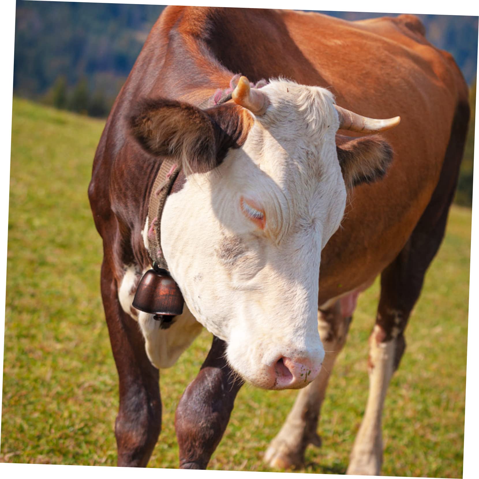 ●カウベル cowbell 特大 鐘鈴 家畜の首につける 牛鈴（顔の大きさぐらい）　アンティーク レトロ ヴィンテージ Amazon.co.jp: 12個 牛の鈴 動物の大きな鐘 プレミアムカウベル 牛の鐘