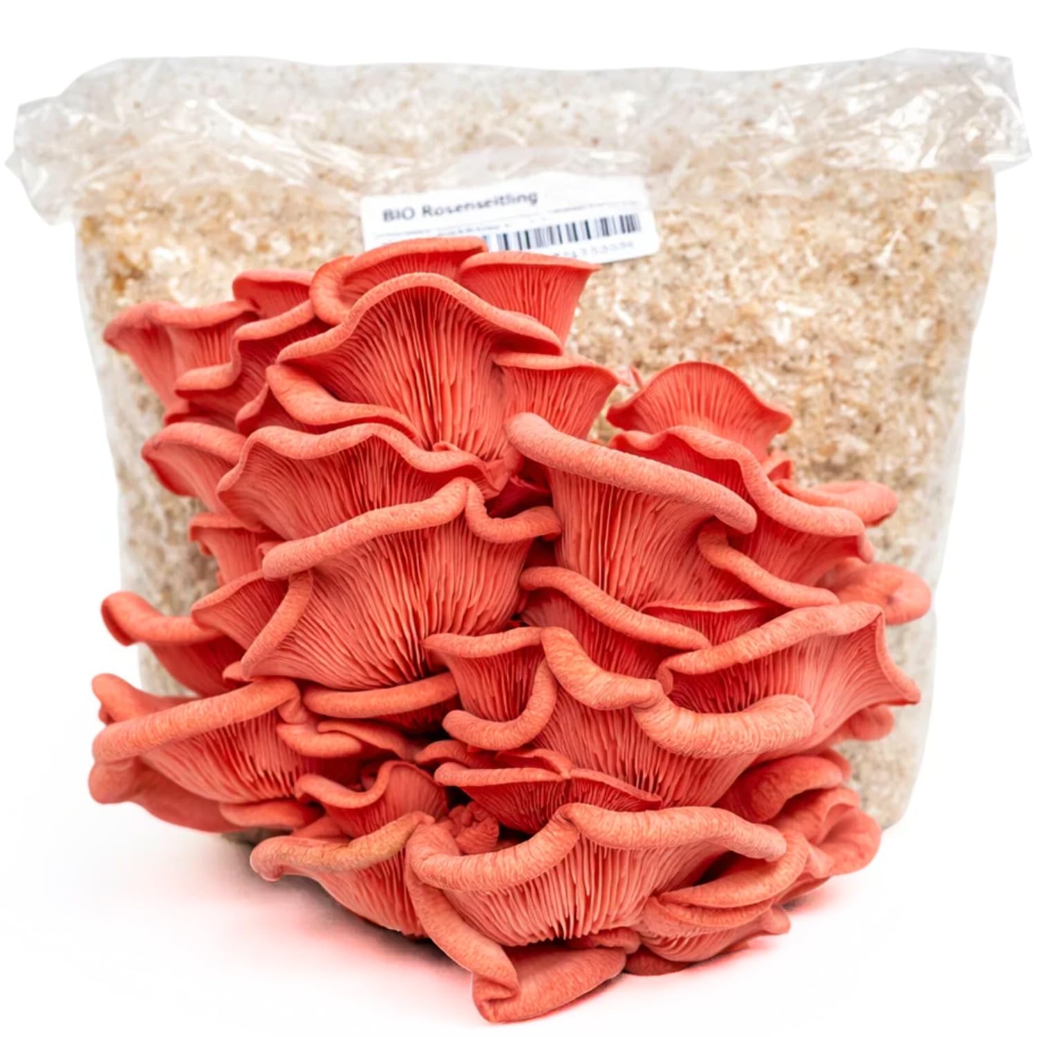 Hawlik Pilzbrut - Culture de pleurote rose biologique, facile à cultiver soi-même des pleurotes djamor, kit de culture de champignons, kit champignon à faire pousser, récolter des champignons frais