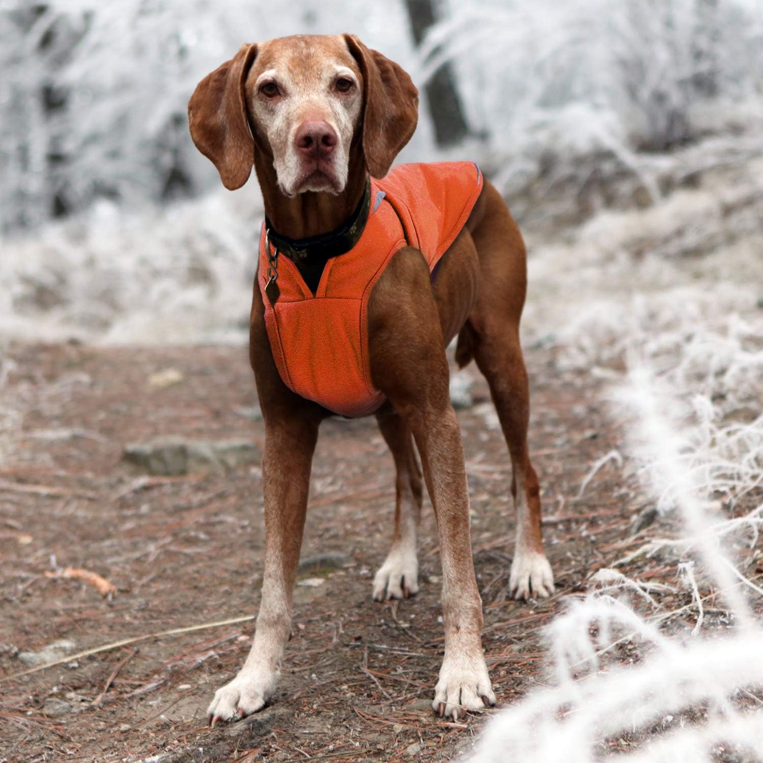 MIGOHI Canvas Dog Winter Coat, Waterproof Reflective Dog Jacket with Zipper Leash Hole, Adjustable Warm Dog Clothes for Small Medium Large Dogs, Orange 3XL : Pet Supplies