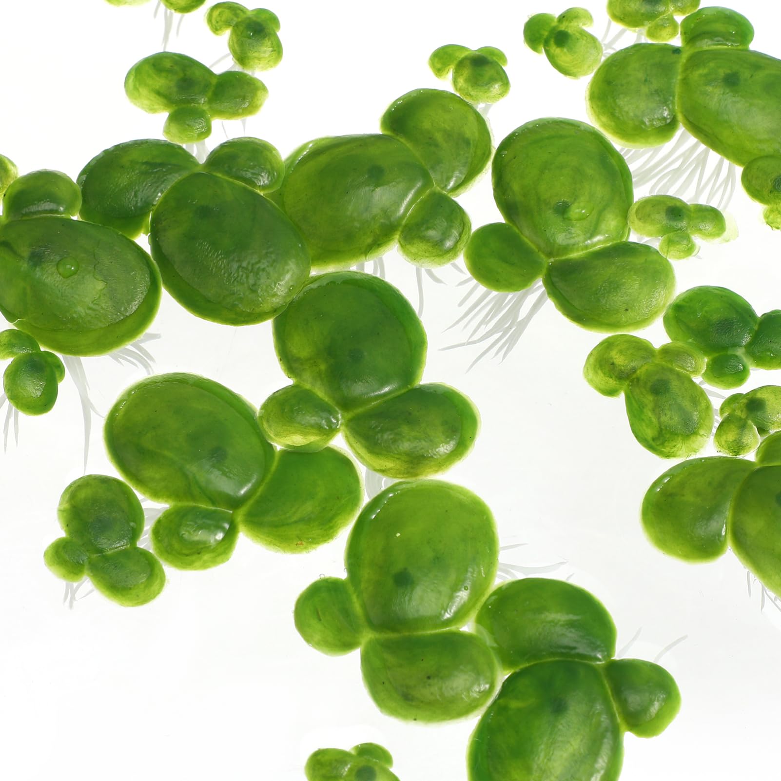 4paquetes Decoración Acuática Artificial De Plástico De Planta Flotante Simulada para Acuarios y Peceras Verde Natural