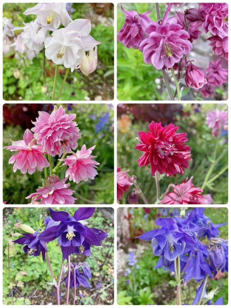 Amazon.co.jp: 西洋オダマキ 花の種 200粒 : DIY, Tools & Garden