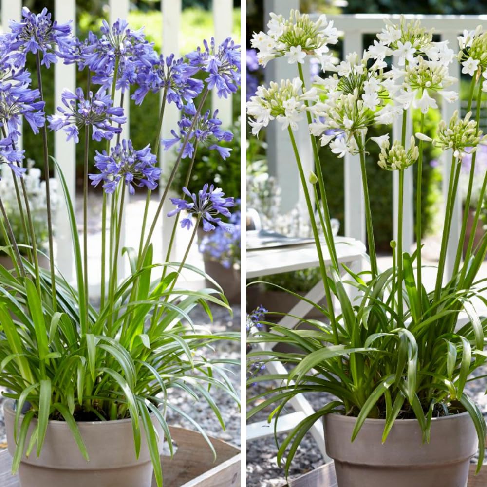 Agapanthus Ever Duo - White and Blue Flowering Perennials - Drought-Tolerant - Ideal for Beds, Borders, and Patio Pots - 9cm Pot x 2 By Thompson & Morgan