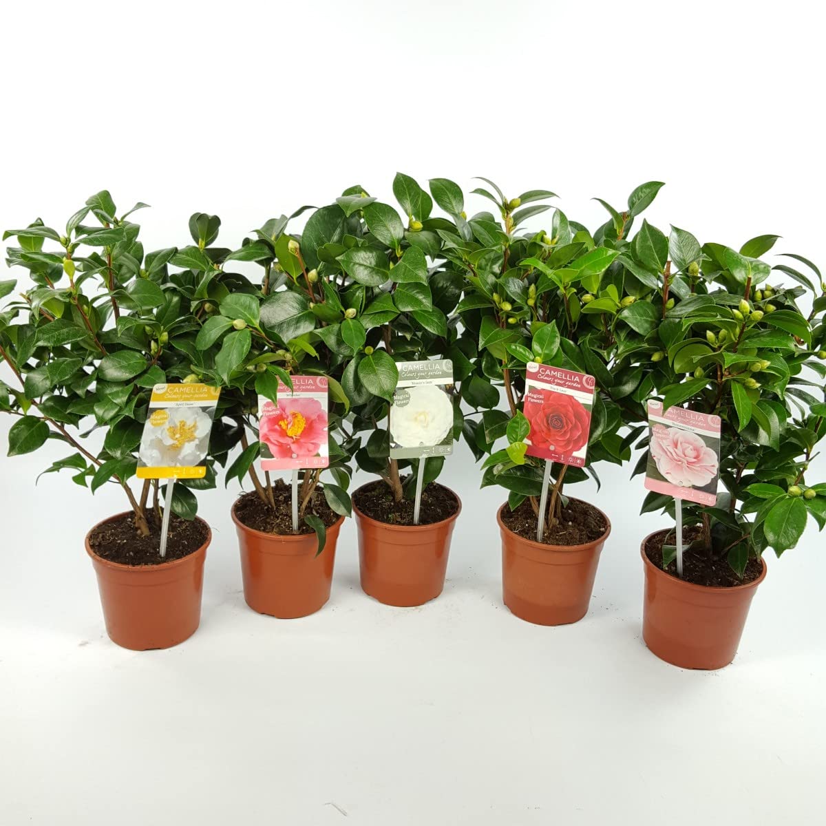 Cloud Farm Live Camellia Healthy Flower Plant For Home Gardening Different Colour Pack of 6 CF_114 (B0BNXDKWTL) Amazon Price History, Amazon Price Tracker