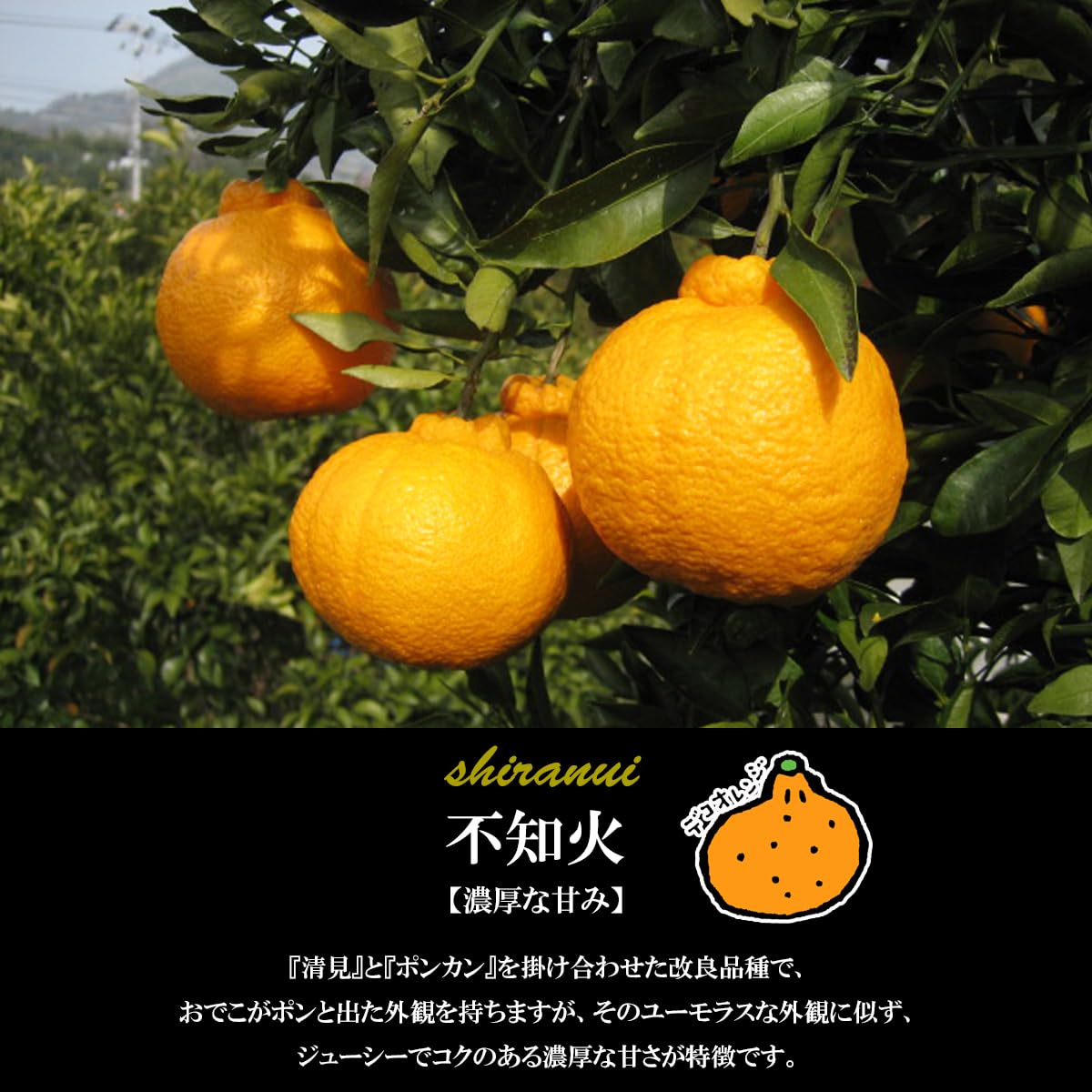 デコポン 不知火 みかん 40kg 中〜大サイズ 肥の豊 Amazon.co.jp: 希望