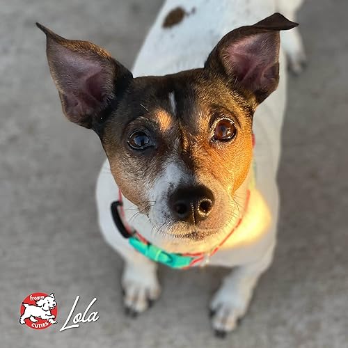 Miniatura 9 de Fromm Four-Star Nutritionals Beef Frittata Veg, alimento seco prémium para perros - Receta de carne de res - 26 libras