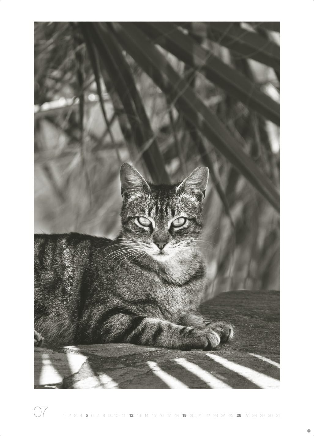 Cats Edition Kalender 2026: Elegante Samtpfoten in schwarz-weiß in einem XXL-Kalender. Tierkalender 2026 im Großformat. Hochwertiger großer Fotokalender für Katzenfans.