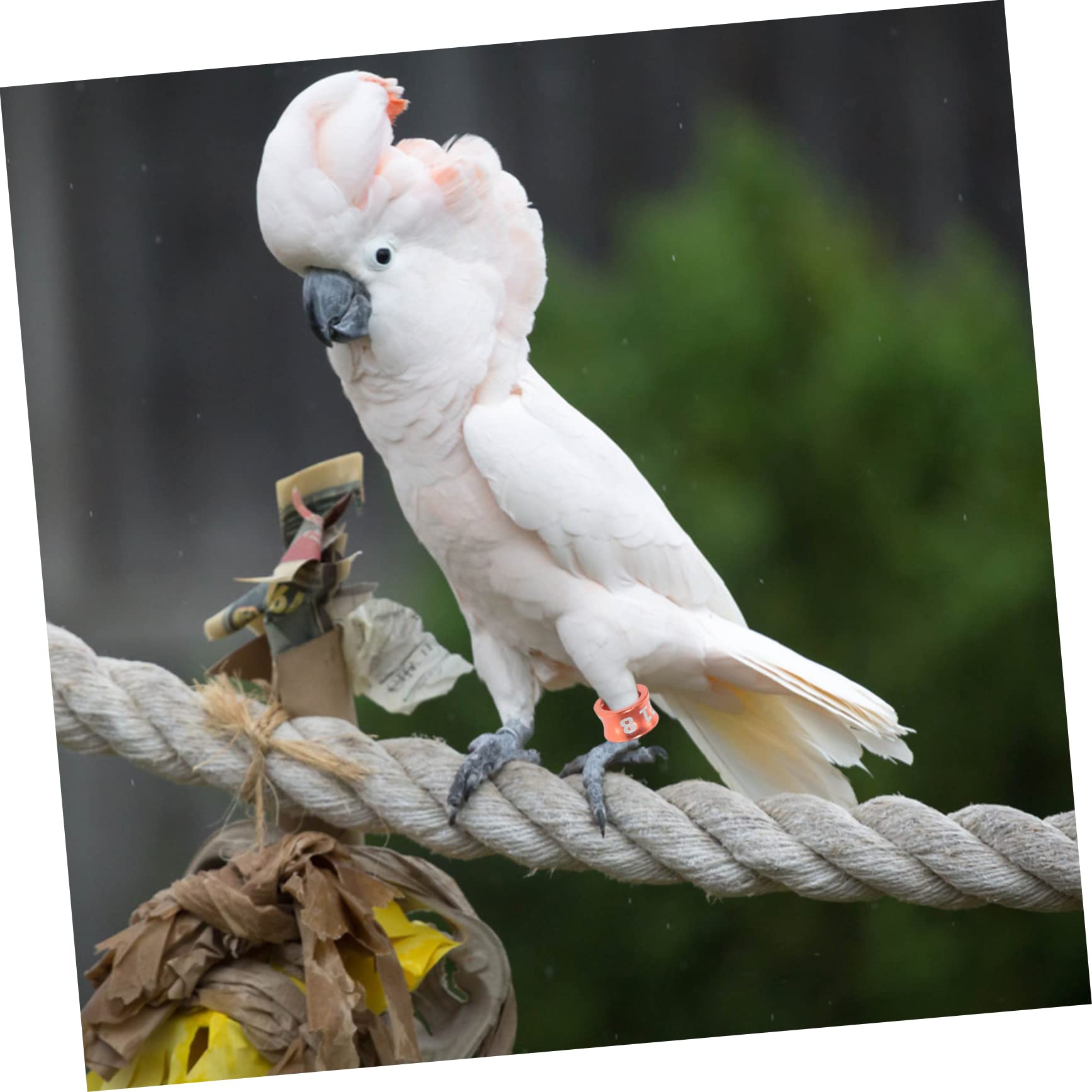 150pezzi Anelli per Zampe di Piccione e Pappagallo Anelli Identificativi per Uccelli di Diversi Colori Facili da Usare e Conservare per Pigeons Cockatiels Parakeets