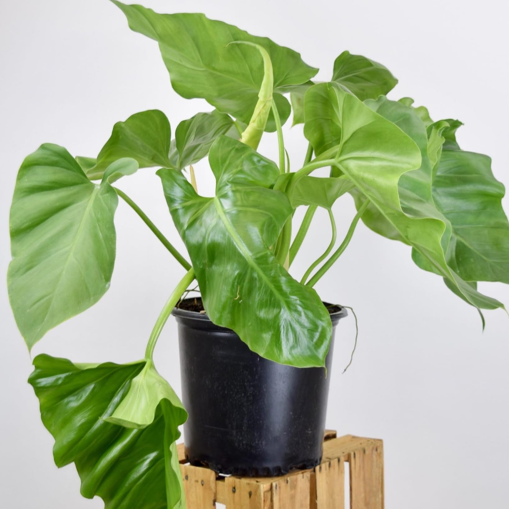 Garden Art Philodendron Live Plant With Growers Pot | Rare Easy Growing, Low Maintenance Healthy Live Plant | (Giganteum) (B0D9BGSDJW) Amazon Price History, Amazon Price Tracker