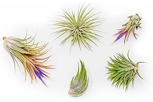 5 Pack Ionantha Air Plants Live Tillandsia