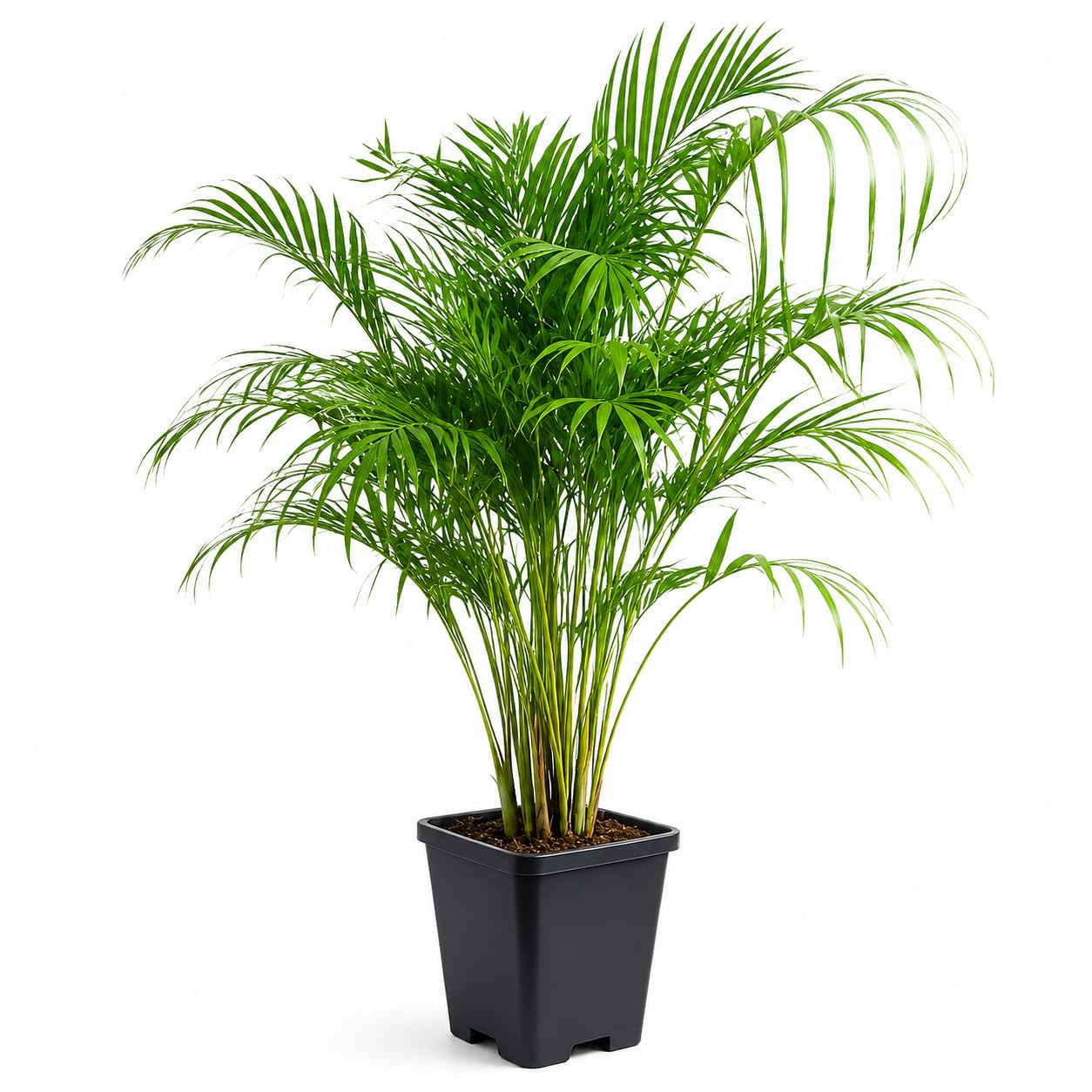 Avante Farm NATURAL AIR PURIFYING A BIG SIZE LIVE ''ARECA PALMTREE PACK OF 1 || FOR HOME GARDEN TREE OUTDOOR INDOOR PLANT WITH NURSERY POT-image-40