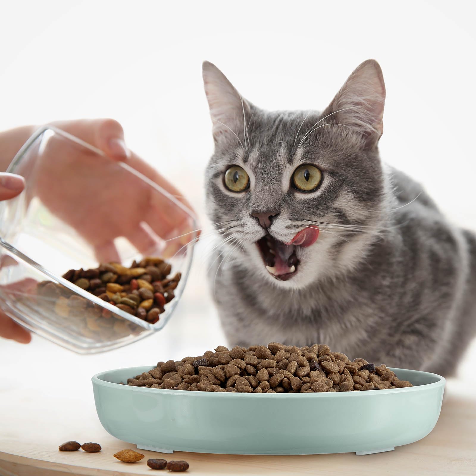 Nitial Mangiatoia per gatti, 2 ciotole per animali domestici, design a piscina per pesci, dieta sana e interattiva, lavabile in lavastoviglie, melammina, verde e bianco