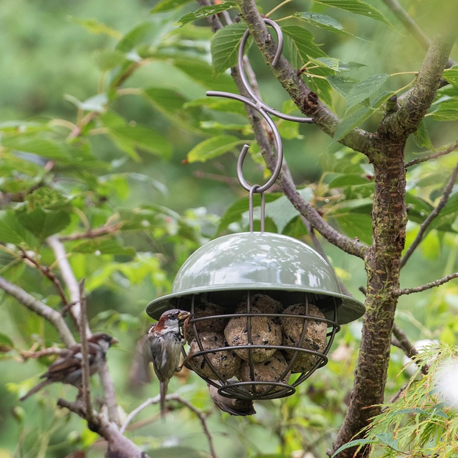 Crocus Collection 25cm Hanging Bird Feeder Sheltered Feeding Station Caged Dome in Green
