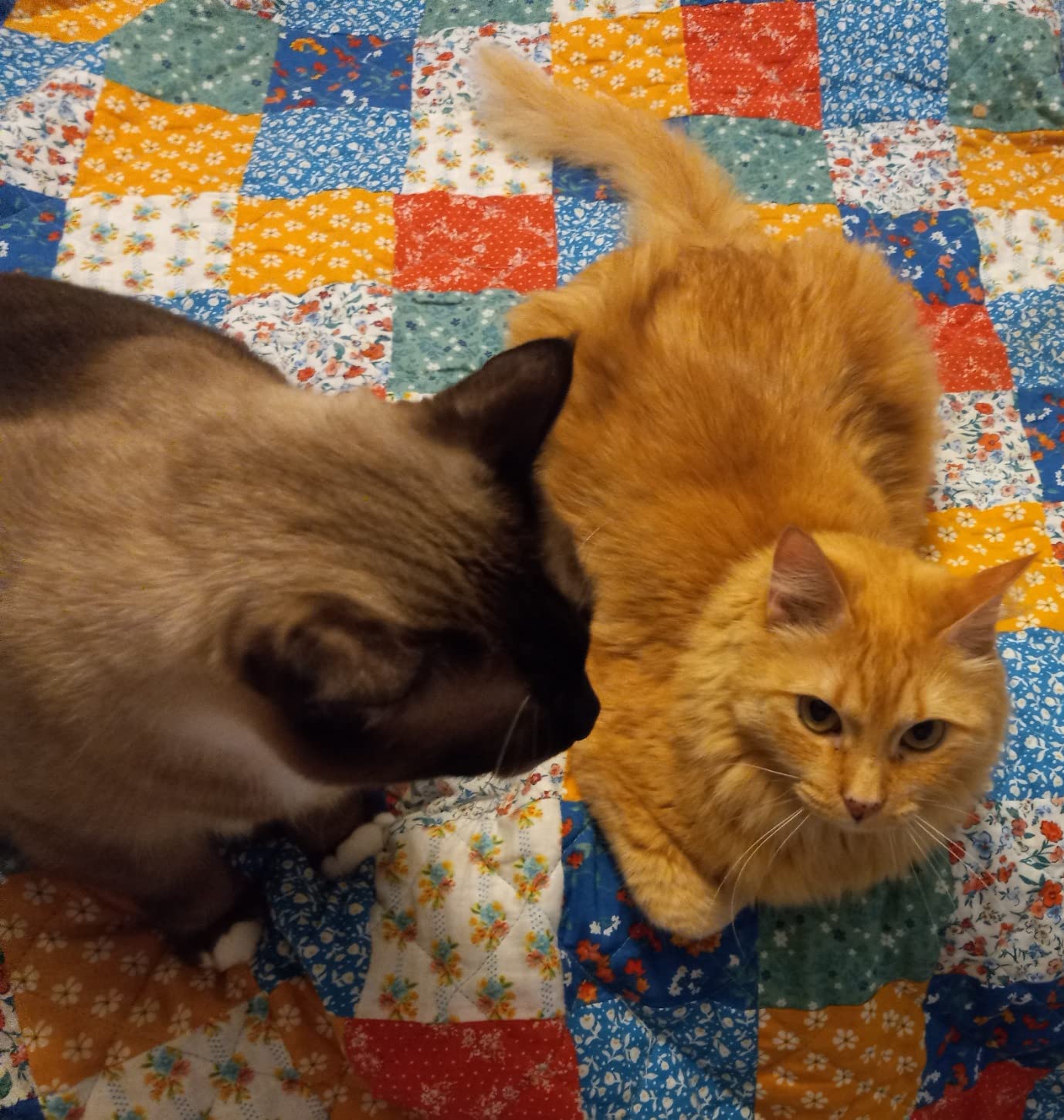 3/mo Finance Purina ONE Adult Healthy Metabolism Dry Cat Food