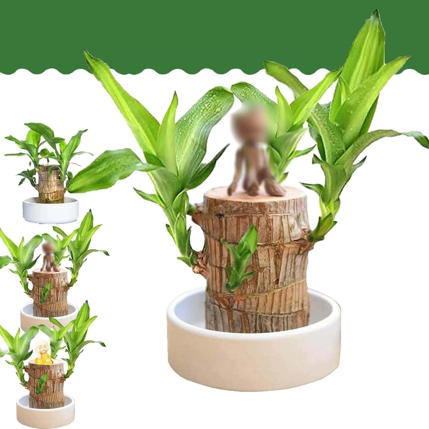 Brazilian Wood,Mini Brazil Lucky Wood,Brazilian Wood Decor,Brazilian Lucky Wood Desk 2024 New Brazilian Wood,Indoor Office Desktop Plant (A)