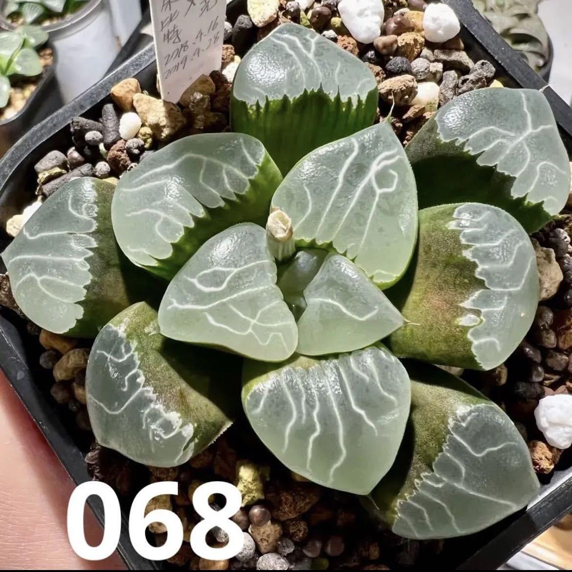 Amazon.co.jp: 令和5年採る ハオルチア 自宅実生混合交配 種子