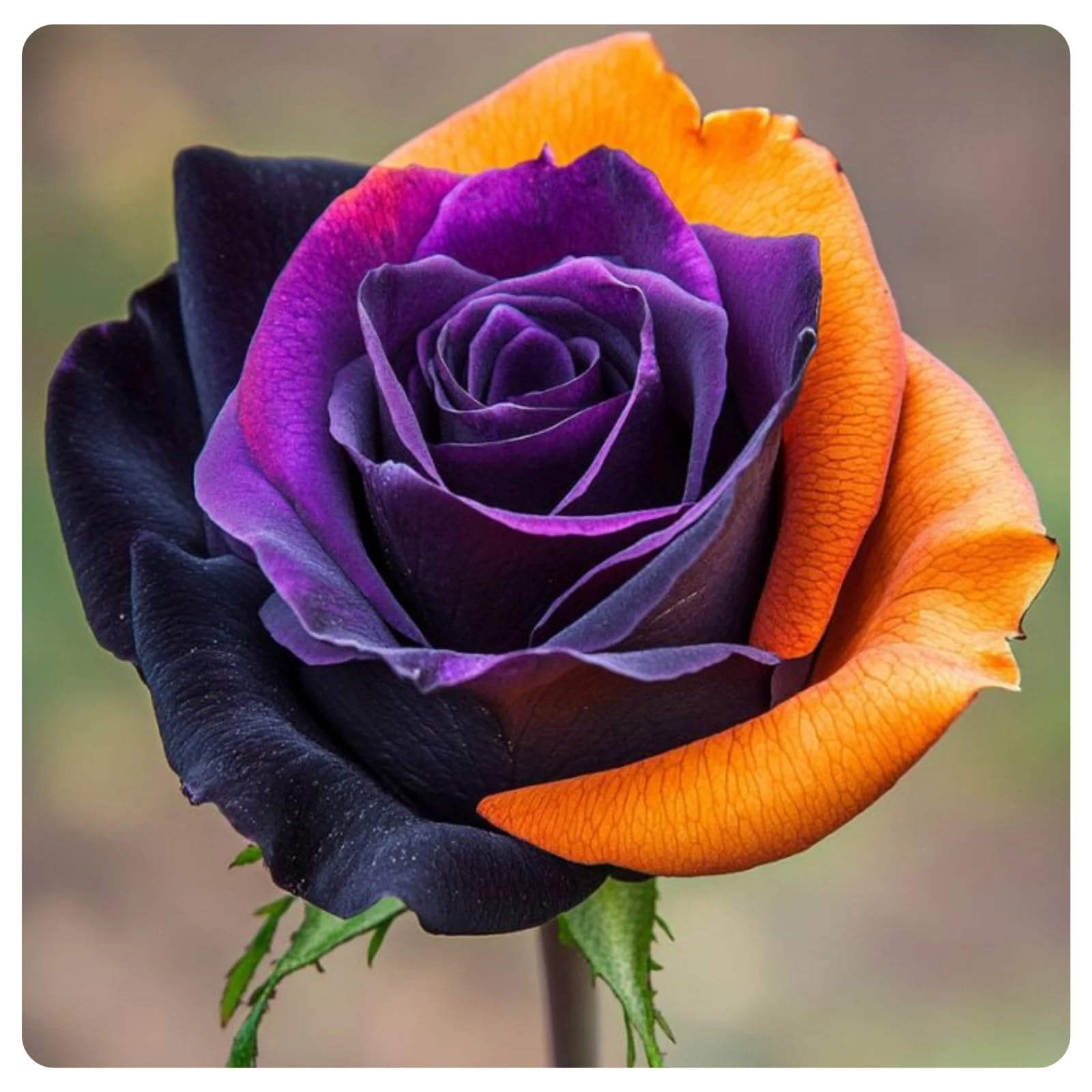 Gorgeous Rose Bulbs Mix UK,Flowering Rhizome,Good for Containers,Iridescent,Excellent Display,Perennial,Hardy,Balcony Garden Bulbs.-1bulb-Mix