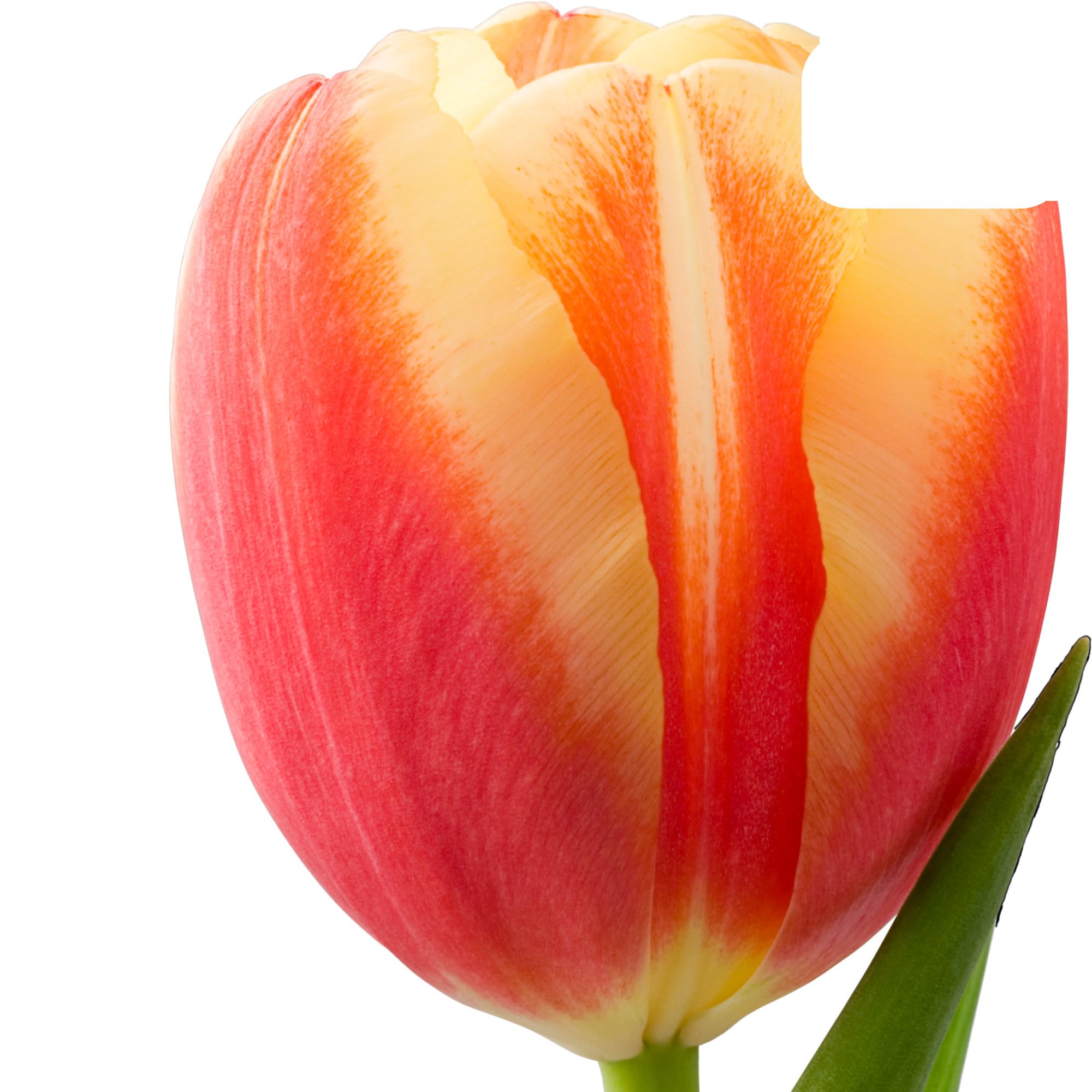 Bulbos de tulipán 'Jan Seignette' | 20 Piezas | Tulipán rayado rojo-amarillo - 30-50cm - Ø5cm - bulbo de flor - Planta de jardín