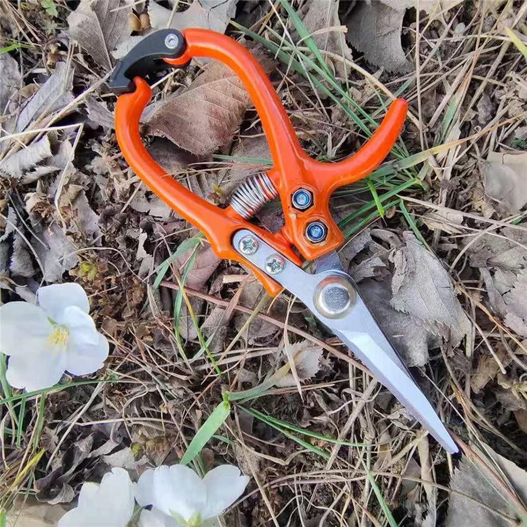 n Forbici Cesoie per la Raccolta della Frutta Cesoie da potatura in Acciaio Inossidabile n Verdura n Strumento per la potatura Forbici per Bonsai per Uso Domestico