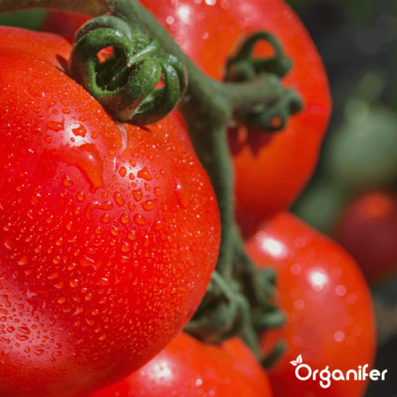 Phytophthora-Konzentrat - 1000 Ml Für 1000 M2 - Produkt Für Kartoffeln Und Tomaten - Pflanzenpflege - Gemüsedünger - Organifer