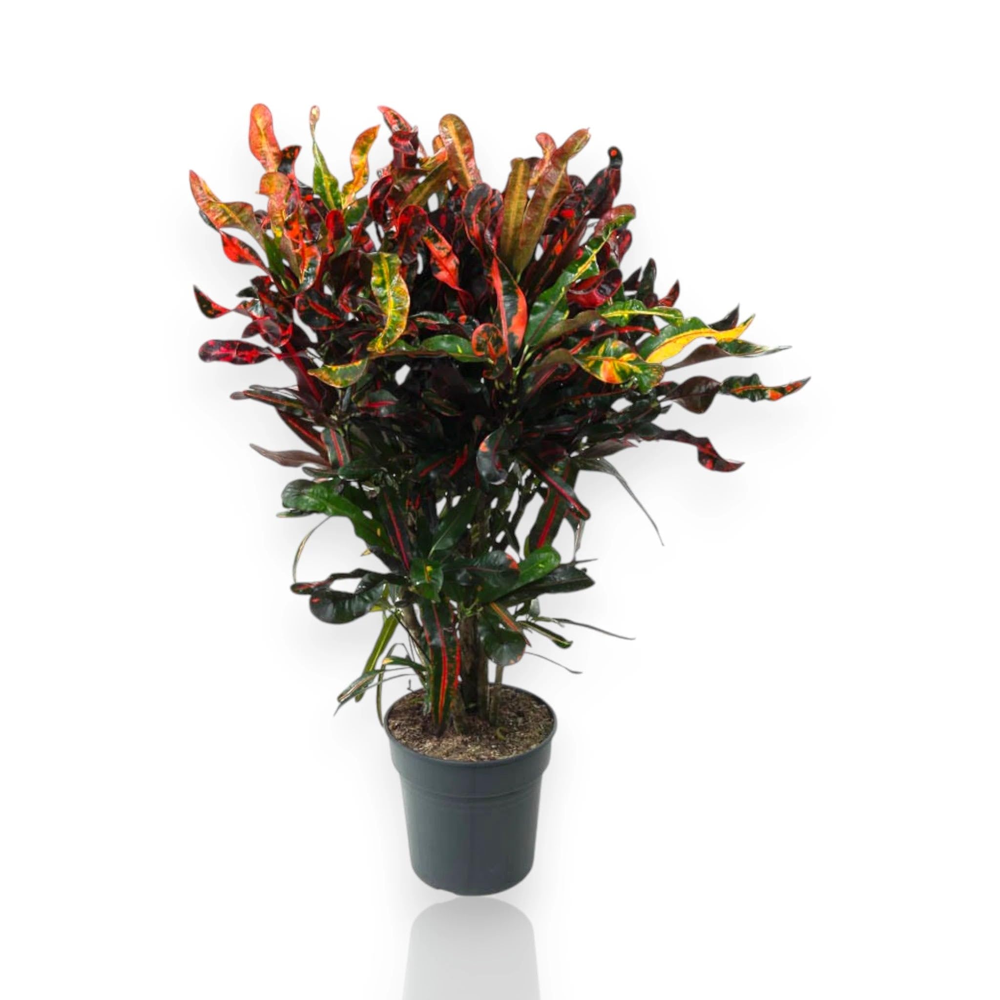 Codiaeum variegatum 'Mammi' Pianta Ornamentale da Interno, Verde e Giallo, 60-80 cm, Vaso 17