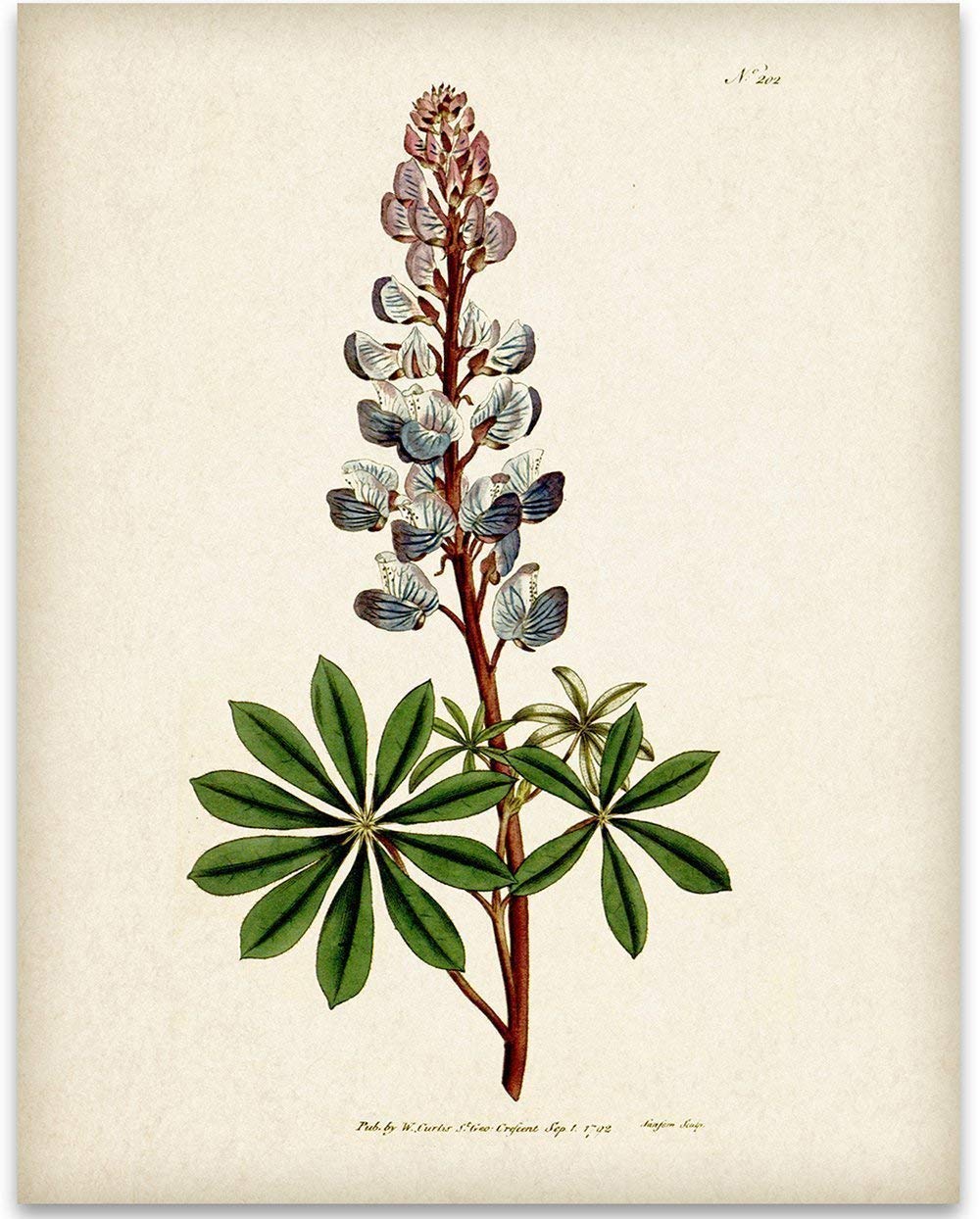 Texas Bluebonnet Illustration - 11x14 Unframed Art Print - Great Wall Decor Under $15 for Bathrooms and Bedrooms