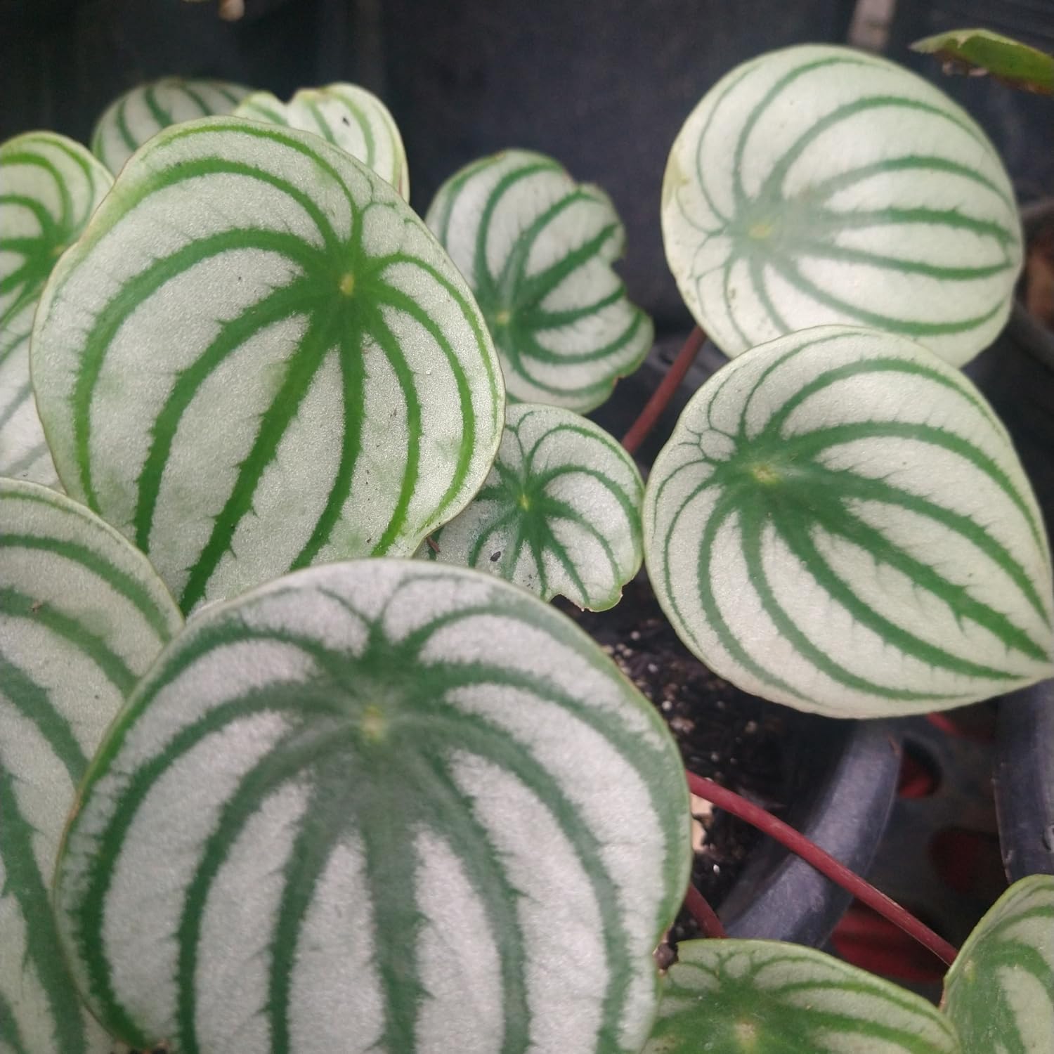 Watermelon Peperomia Plant, Live Peperomia Houseplant for Indoor Garden, 3 to 4 Inch Starter Plant