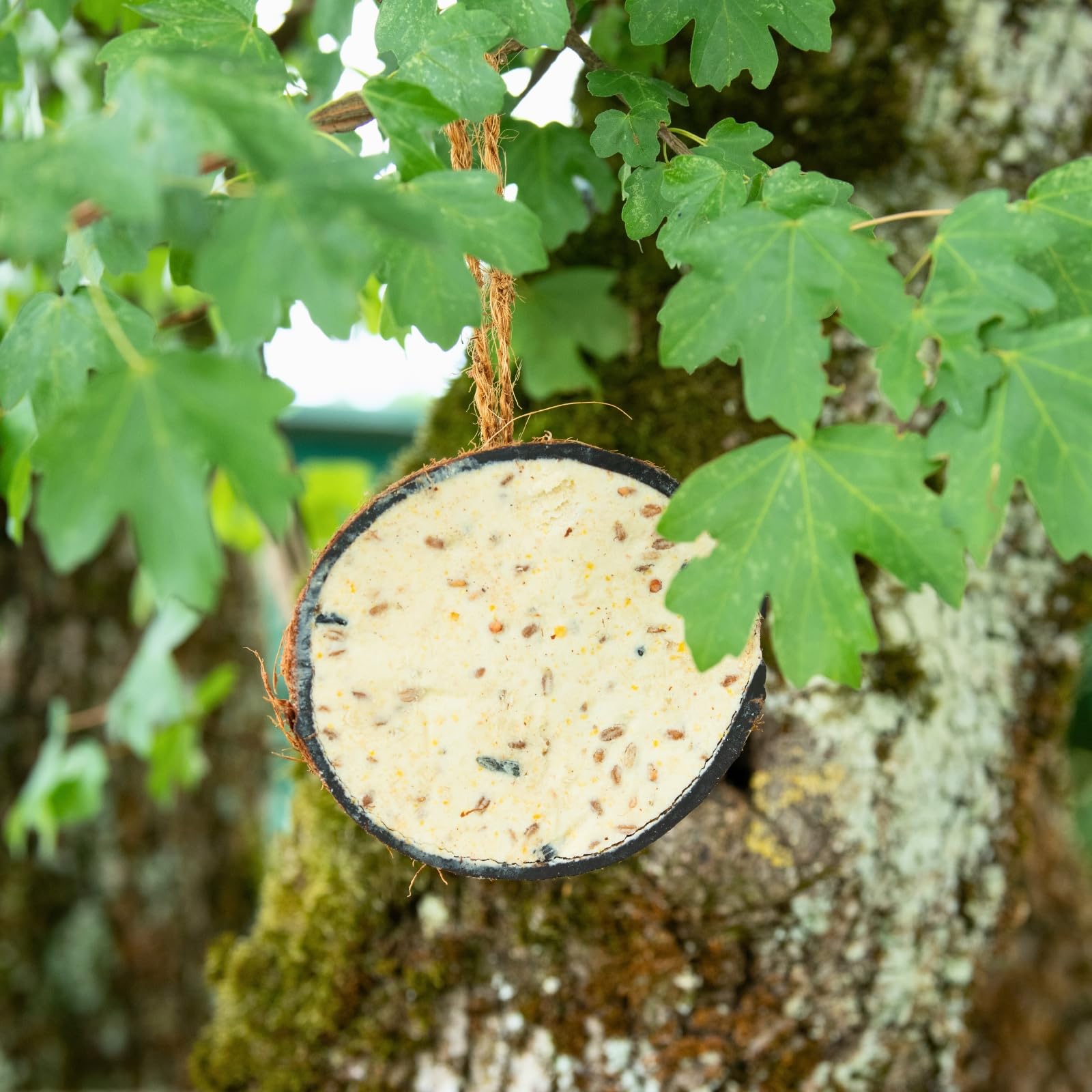 Lyra Pet® 2 x 10 Halbe Kokosnüsse gefüllt - Vogelfutter für Wildvögel | Kokosnuss mit verschiedenen Toppings - Wildvogelfutter Ganzjährig - Vitaminhaltig& Proteinreich - Fettfutter wie Meisenknödel