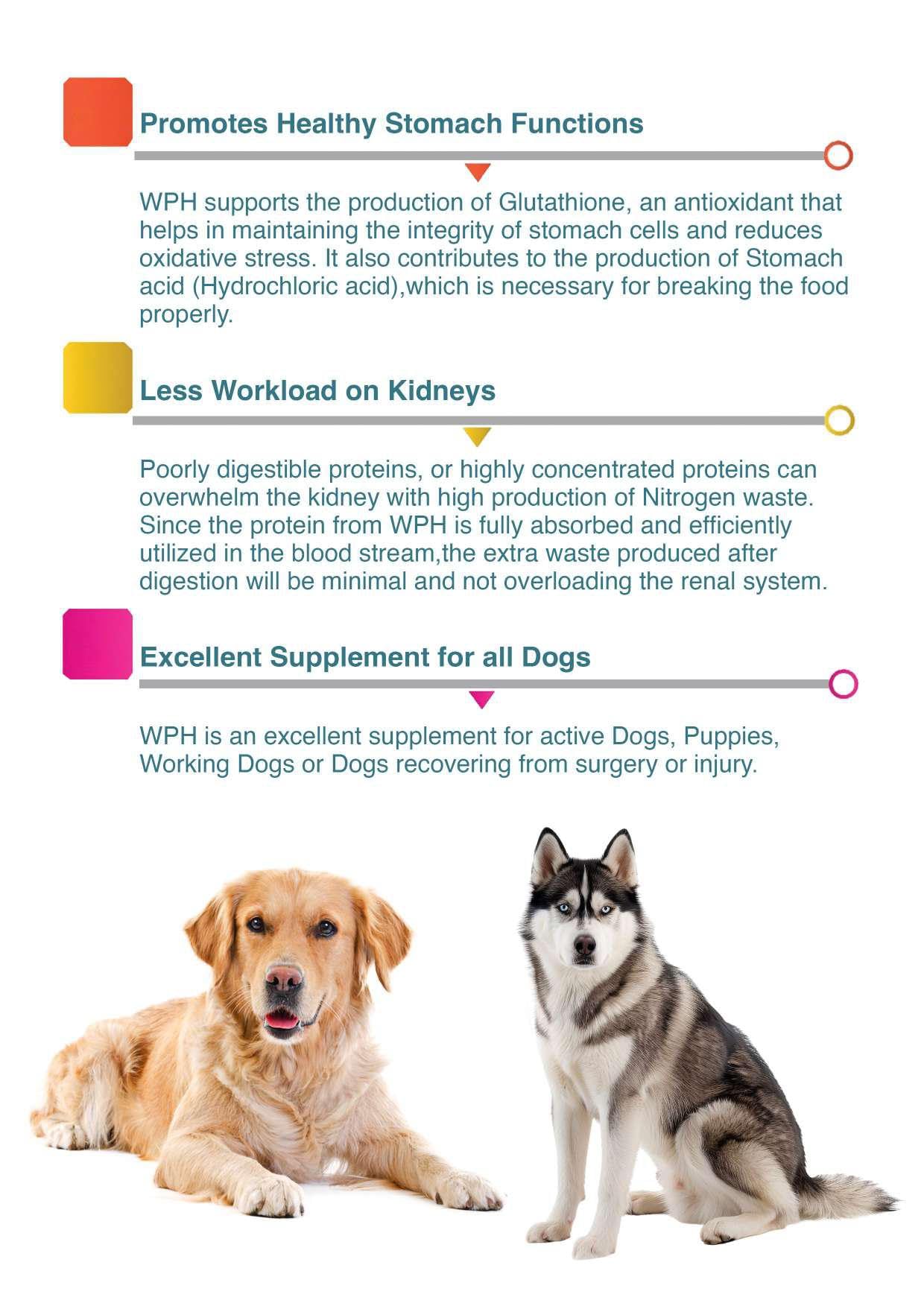 Doggie Power - Protein Powder with 8 Essential Amino acids | 14 Vitamins and Minerals for Dog | Ever 3