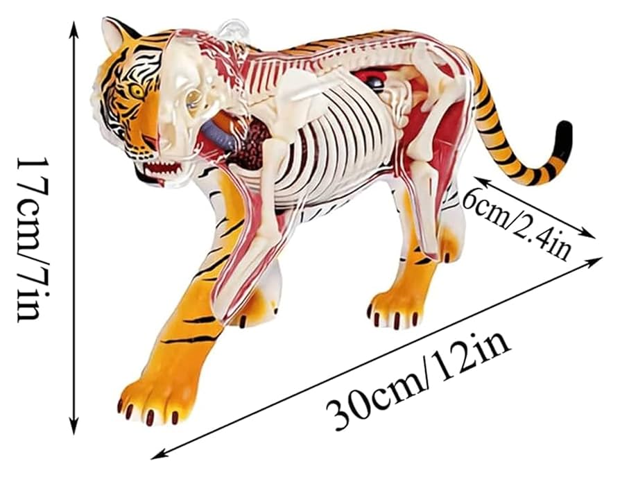 臨床応用のための画像解剖学 バトラー ミッチェル ヒアリー著 512bK3AwBZL._AC_SY200_QL15_.jpg