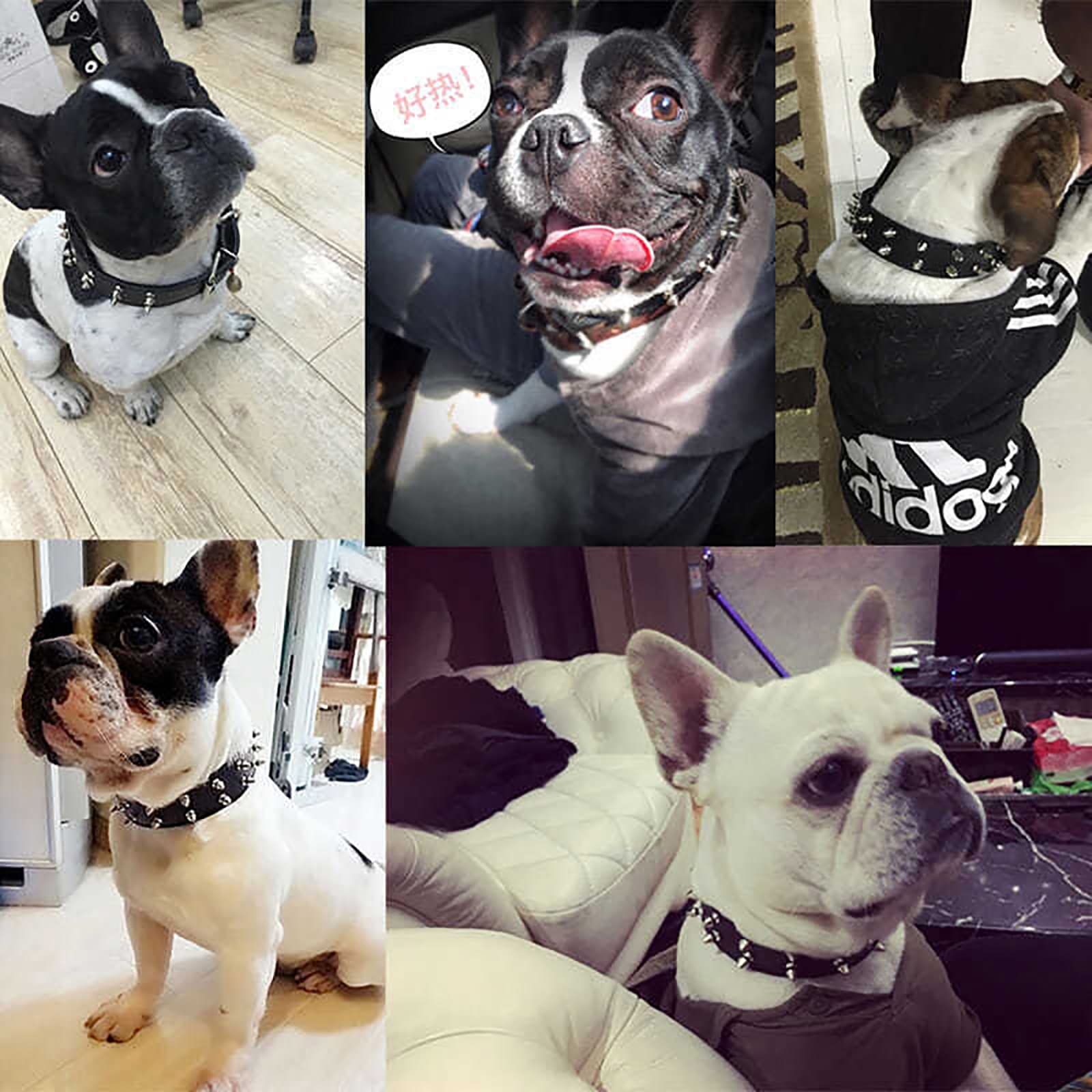 Amazon | 犬の首輪 スタッズ ワイルド トゲトゲ 犬用くびわ 頑丈 調節