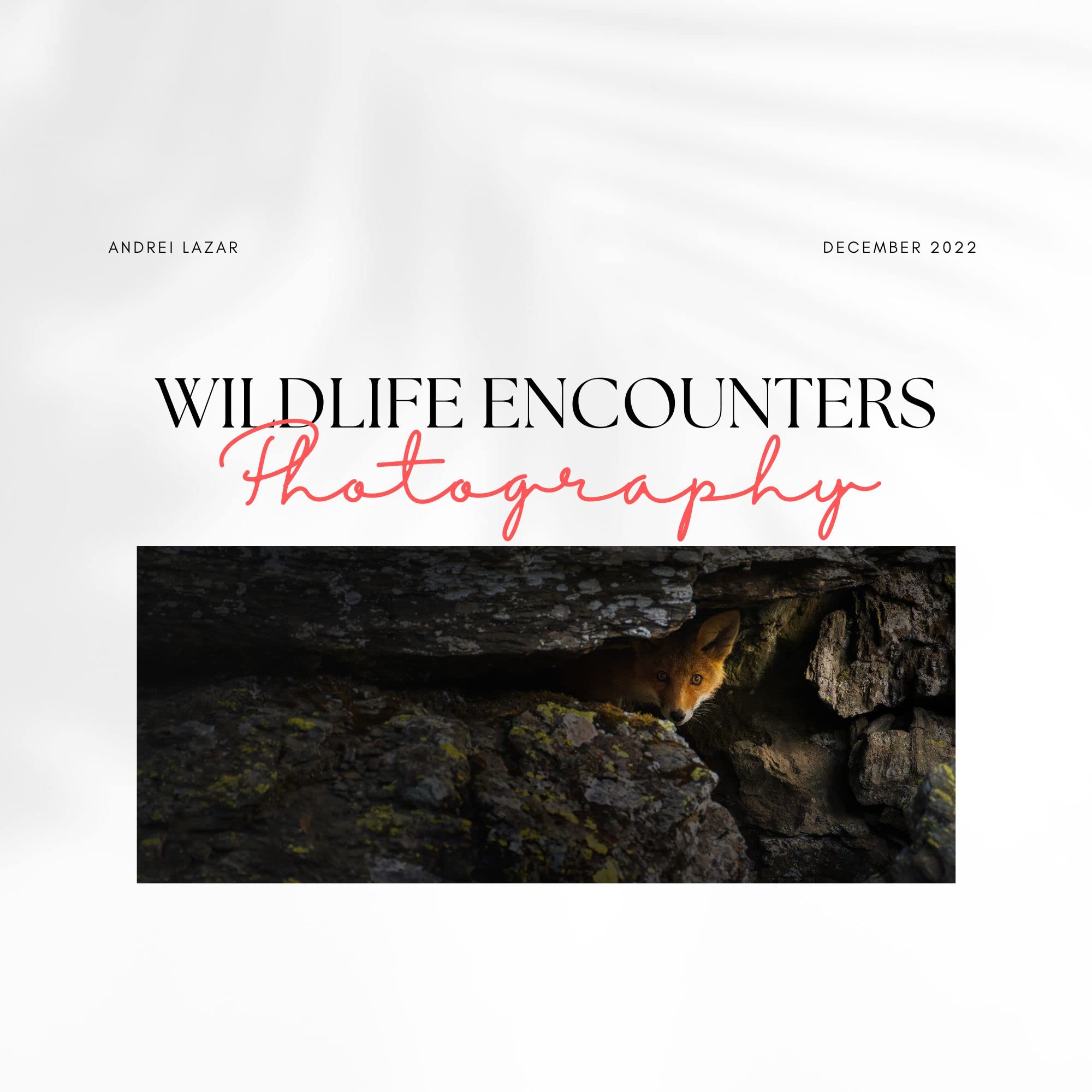 Livre Wildlife Encounters Photography d'animaux en anglais