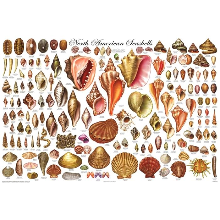 Buy Laminated North American Shells Educational Science Chart Poster ...