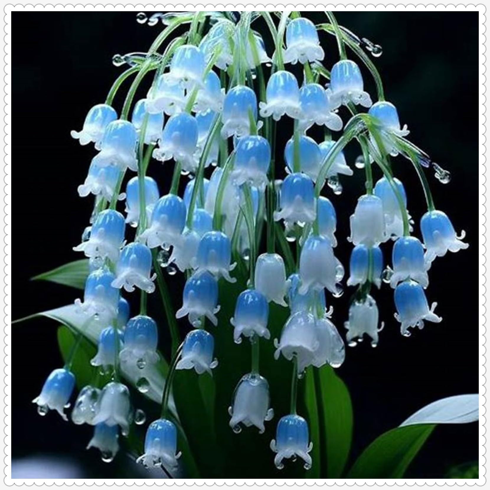 Lily of The Valley Bulbs Mix for Planting Now UK/Cut Flowers/Greening Flower/Strong Plants That Grow Well/Good for Containers/Natural Organic/Wedding Flowers.-10Bulbs-C