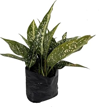 LEAL PLANTS ECUADOR Aglaonema Perdiz| Vibrant Chinese Evergreen | Easy-Care Indoor Plants | Lush Tropical Decor | Air-Purifying Houseplants | Ideal for Bright Spaces