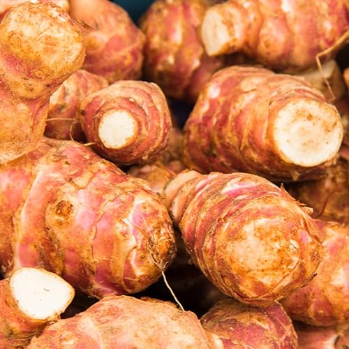 Miniatura 2 de Tubérculos de alcachofa de Jerusalén de 8 onzas para plantar, bombillas de rizomas de choque de alto rendimiento para plantar, jardinería resistente