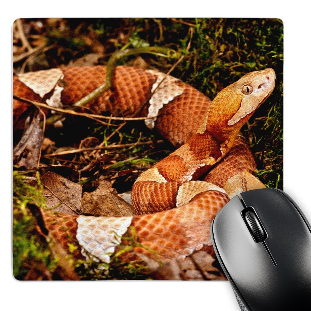 Amazon.co.jp：3D Rose 