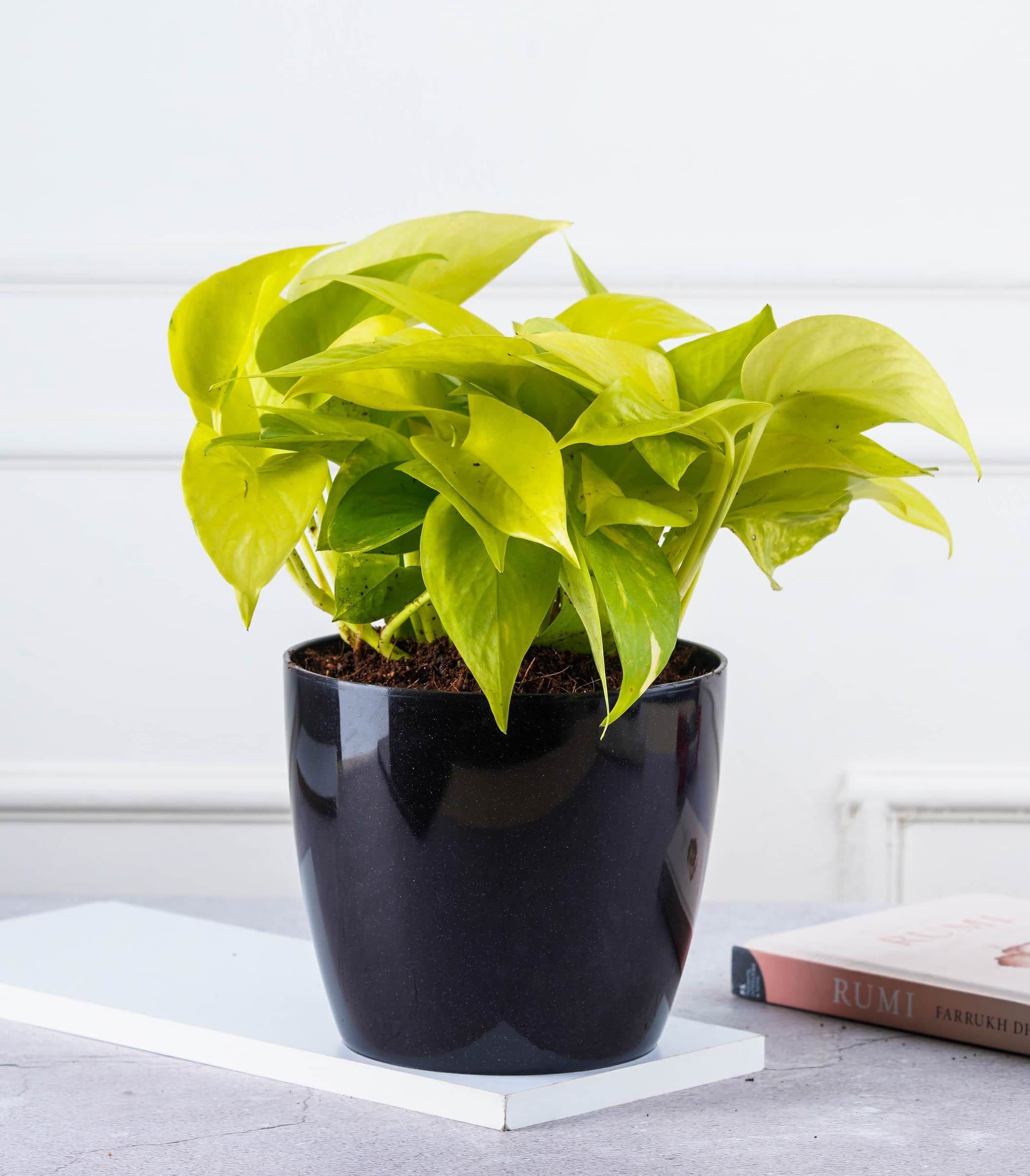Nurturing Green® Good Luck Money Plant Gold in (5.5 Inch Wide * 5 Inch High) Black Plastic Pot (Size: Large) (B09TR3GZ9X) Amazon Price History, Amazon Price Tracker