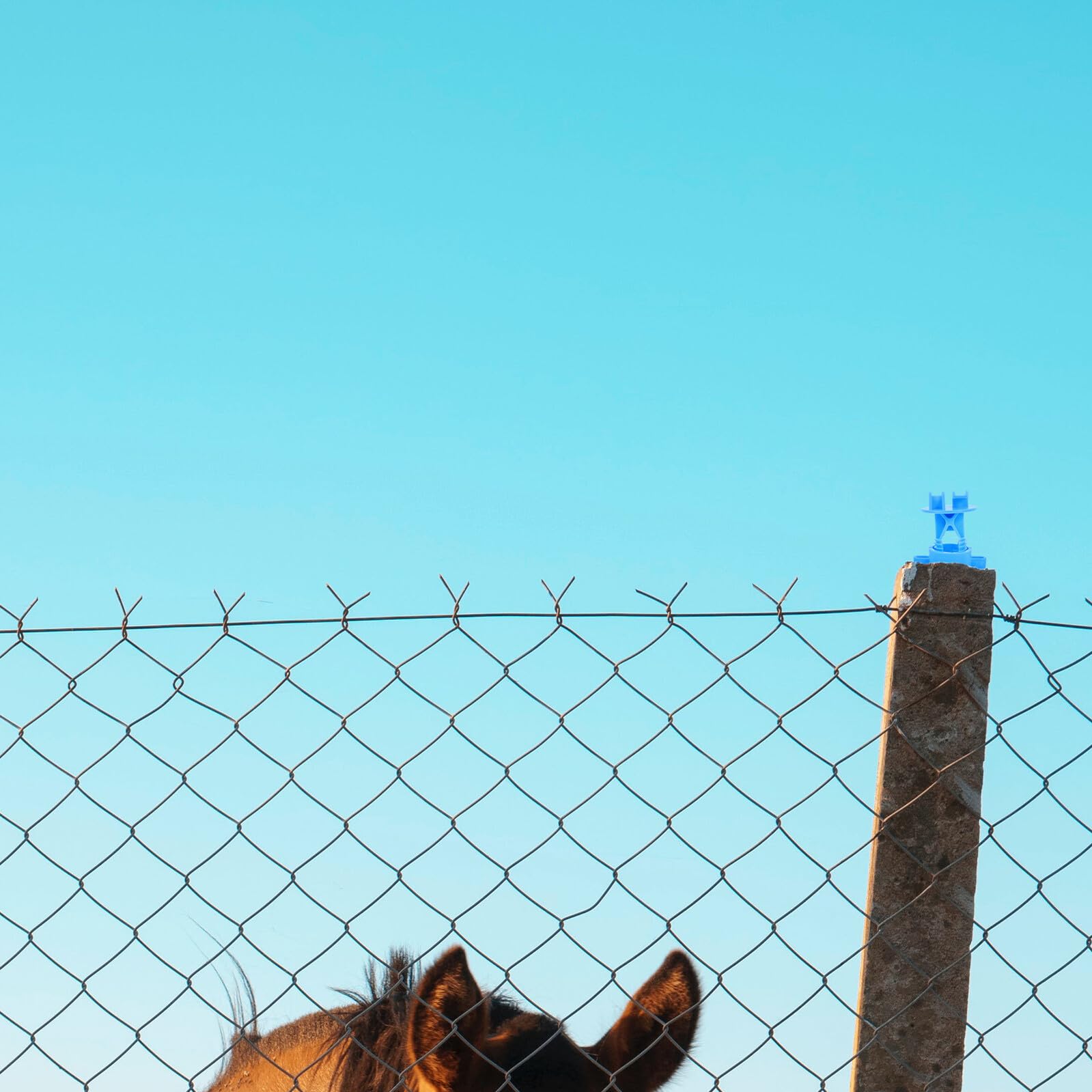 50 Pezzi Isolatori per Filo di Recinzione Elettrica in PP Durevole Accessori per Pali di Recinzione Agricola Isolamento Sicuro per Recinzioni Animali e Sistemi di Allarme ad