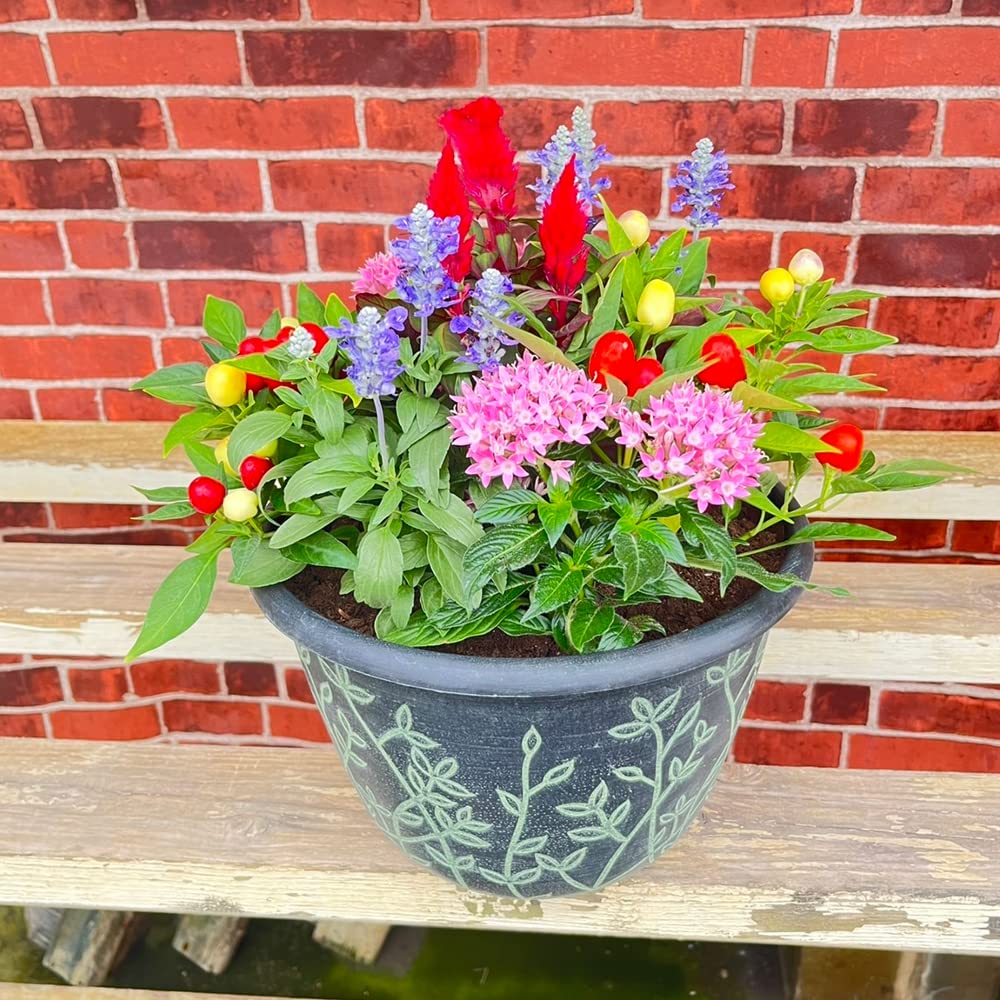 Amazon.co.jp: 鉢のカラーが選べる 季節の寄せ植えキット 花苗（12苗