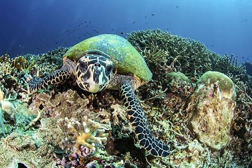 Posterazzi PSTBRP400694U Artwork, Small, Multi