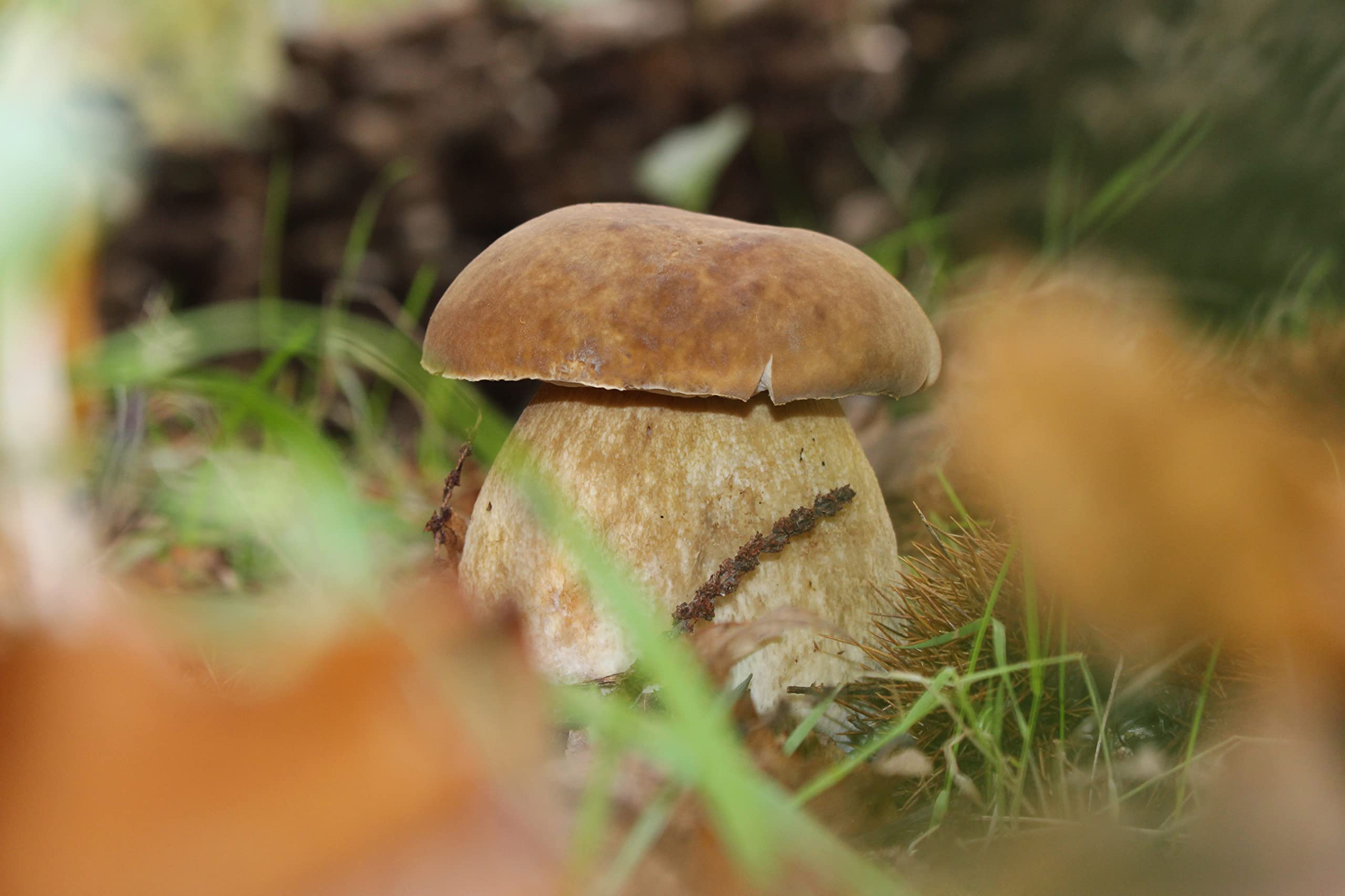HIFAS- Árbol Frutal castaño. Pack de 4 árboles. Produce castañas grandes y setas (Boletus edulis). Altura 1-1,20m. Macetas de 3,5 litros. Variedad Bouche de betizac, injertado sobre castaño híbrido.