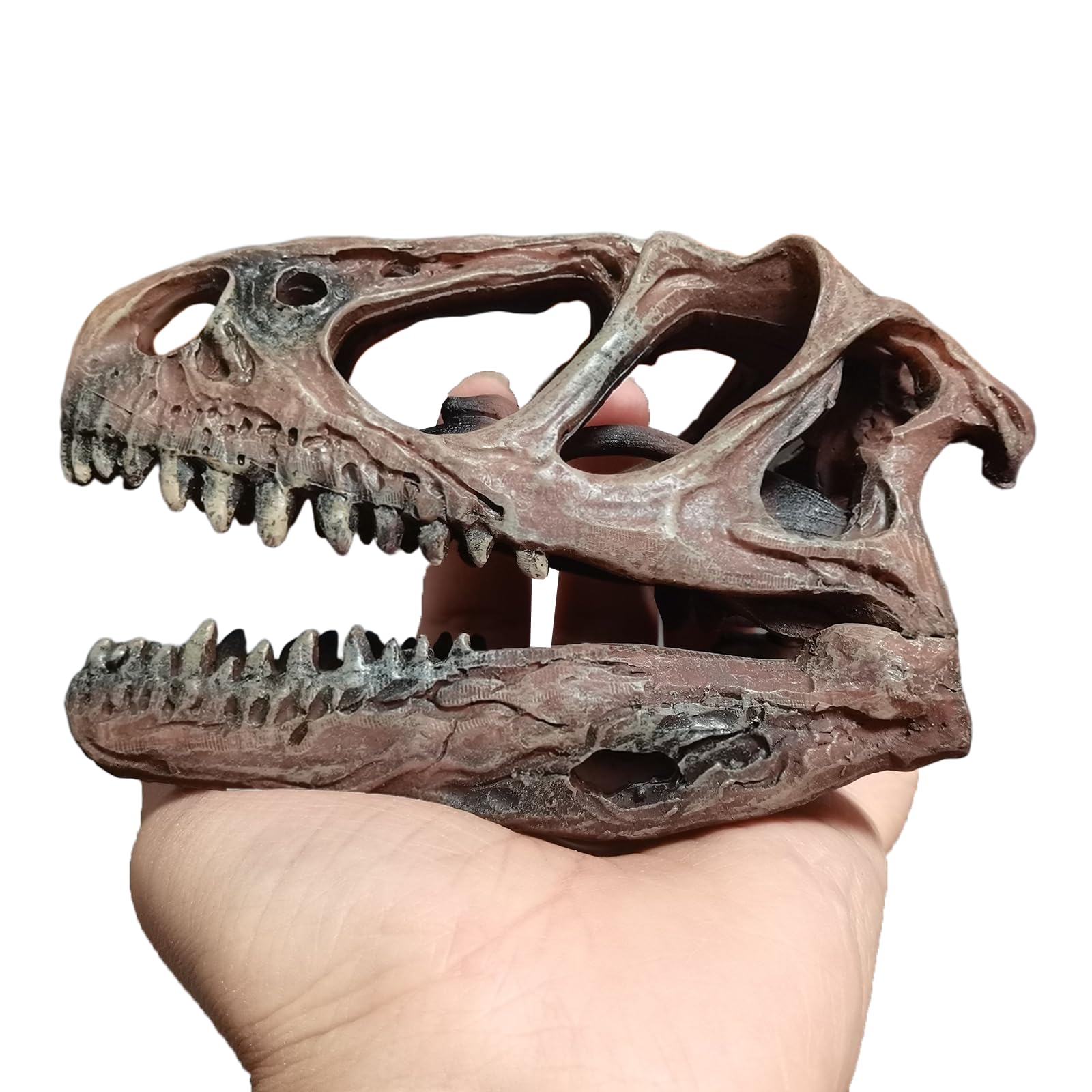 Rzemiosło z żywicy Tyranozaur Rex czaszka skamieniałość dinozaur czaszka model, dinozaur ząb czaszka skamielina, rekwizyty fotograficzne narzędzie dydaktyczne