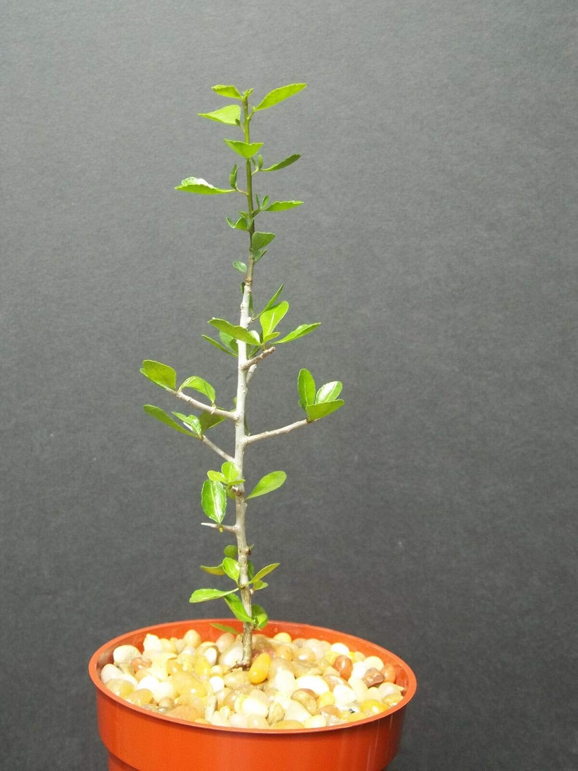 Commiphora simplicifolia, guggul Myrrh Tree Exotic Caudex Mukul Bonsai 4" Plant