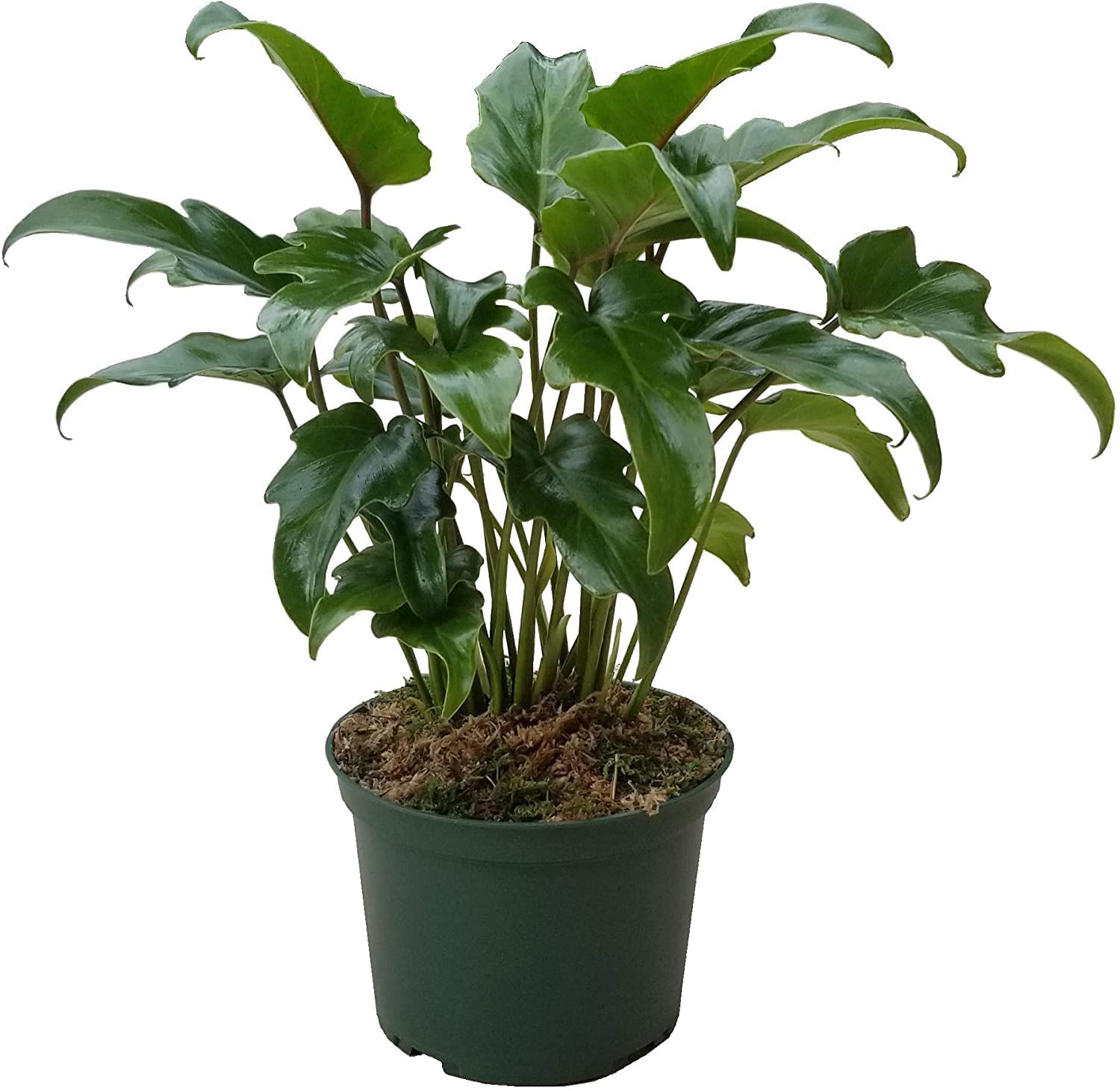Garden Art Xanadu Philodendron Live Plant Easy to Care, 5" Pot Air Purifier Indoor Outdoor Plant (Pack of One Healthy Plant)(INDOOR, XANADU) (B0B8ZNDWF5) Amazon Price History, Amazon Price Tracker